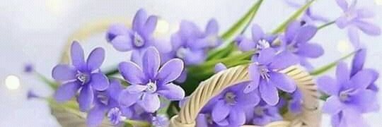 ♡Rofaida♡'s banner