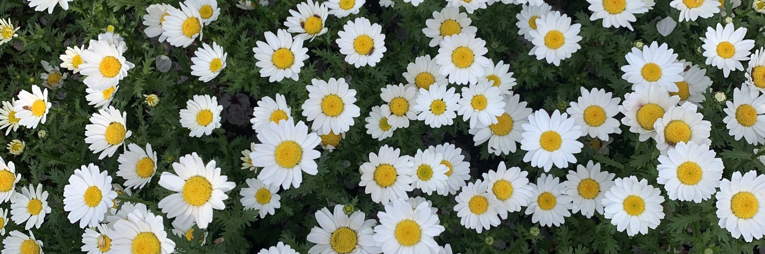 yuli☀️🌻's banner