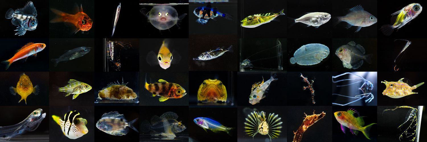 鈴木香里武🐠幼魚水族館 館長 - Karibu Suzuki -'s banner