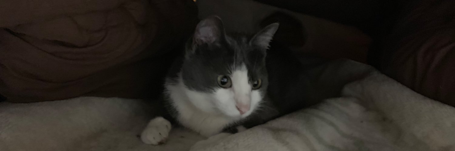 🐾猫パンチ師範代🐾🐈💩💩💩ﾌﾟﾘｯ's banner