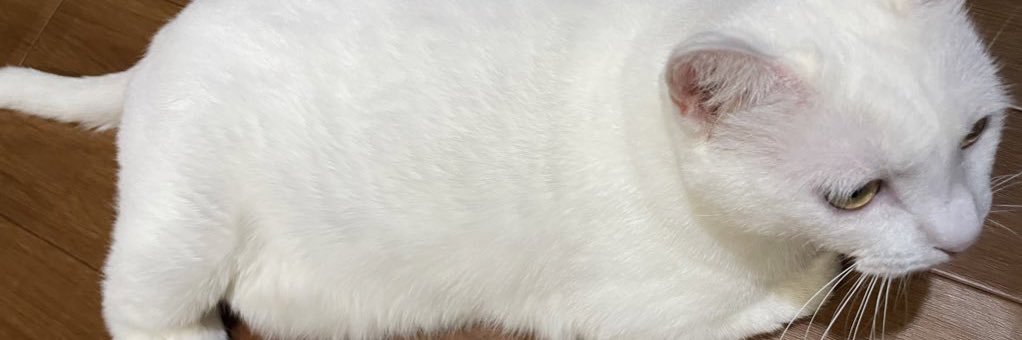 濡羽's banner