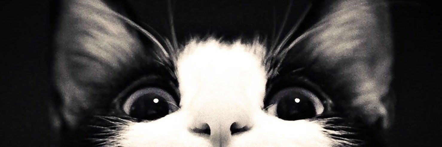 • I'm NoOne • 🐈‍⬛'s banner