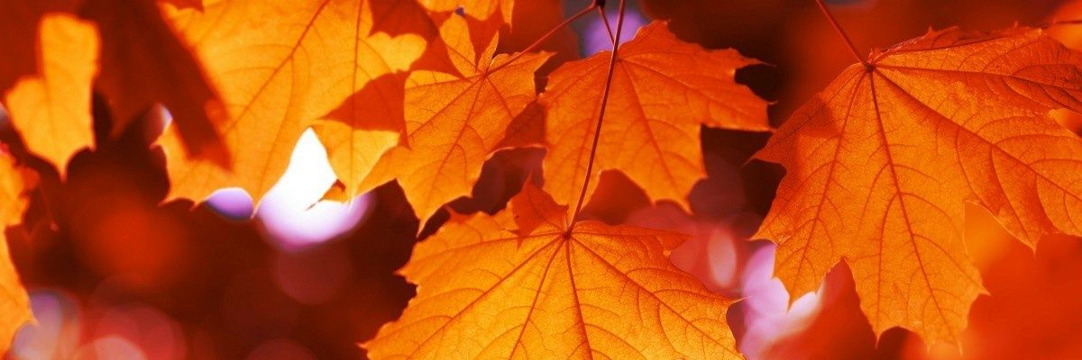 cham 🍁🌙's banner