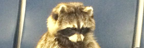 RollingRacoon 🔞(Comms Open)'s banner