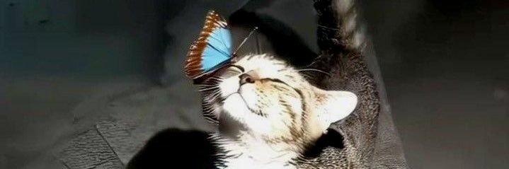 Cats with Aura 😺's banner