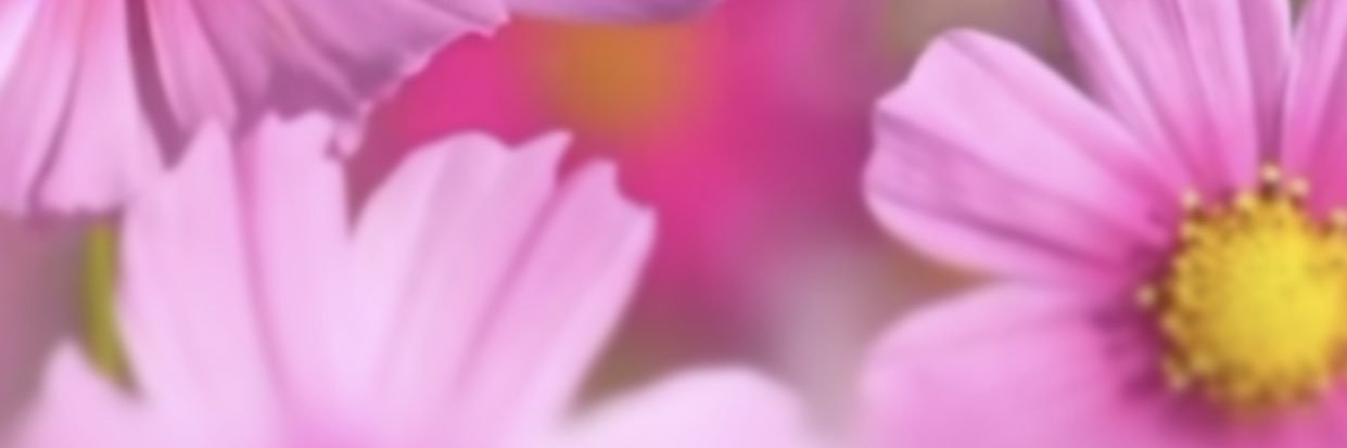 Reina's banner