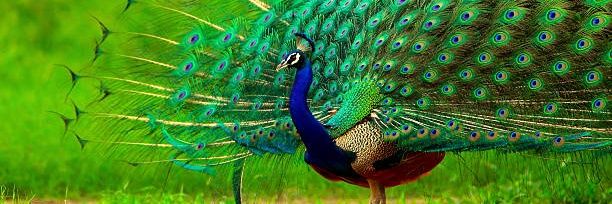 హిమజ 💚Family💙మనసు💜Nature❤️కవితలు's banner