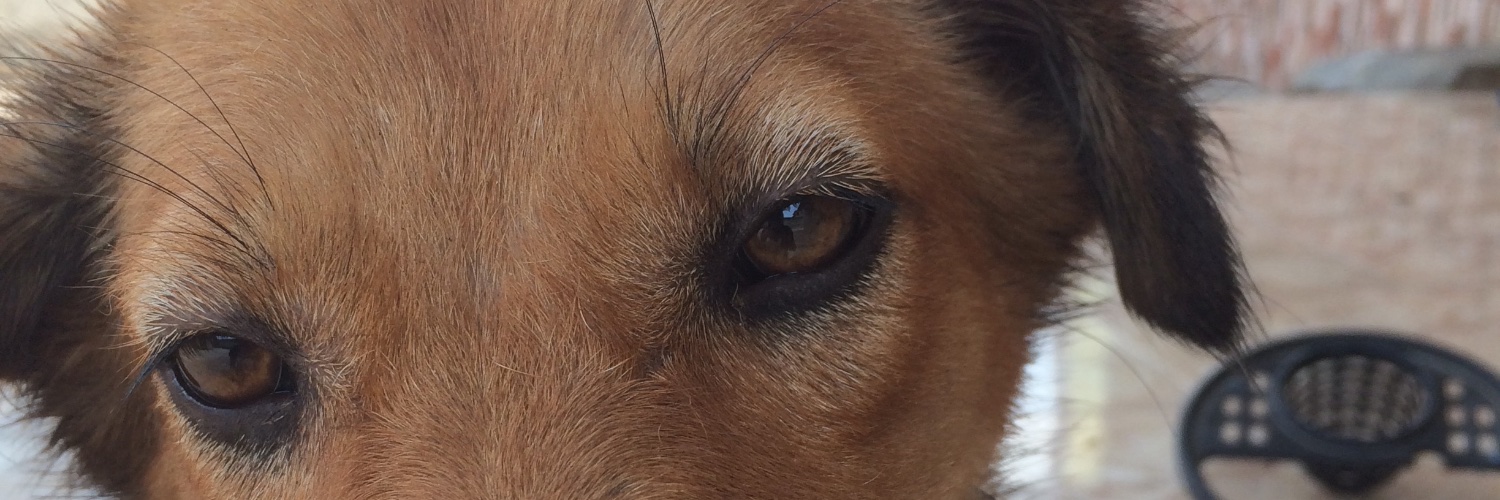 Brown eyed goat's banner