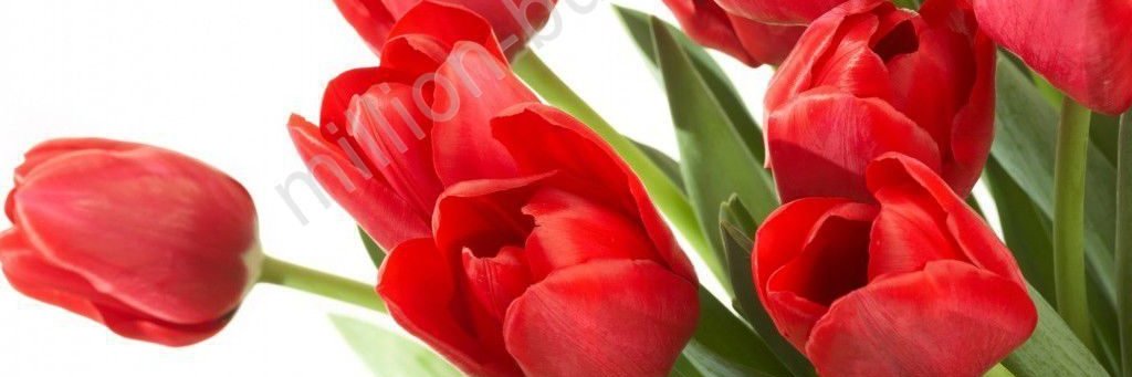 Amiraааа's banner