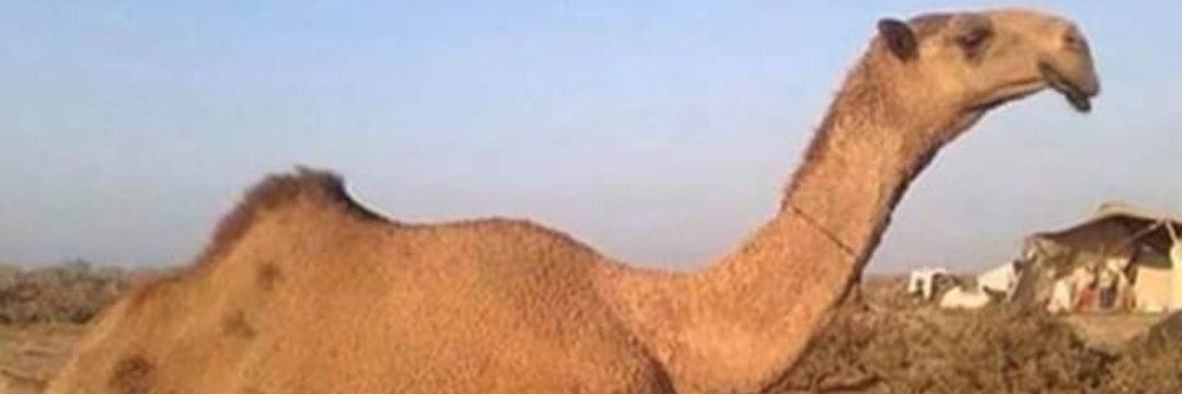 بدر بن بادية السماوة's banner