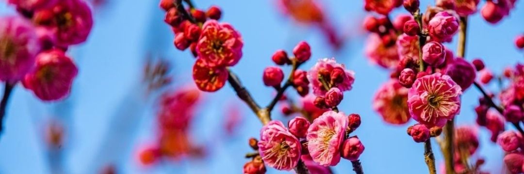 桜の華's banner