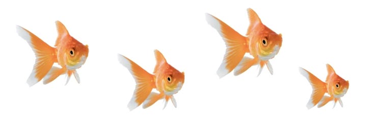 ri 🫪🐟's banner