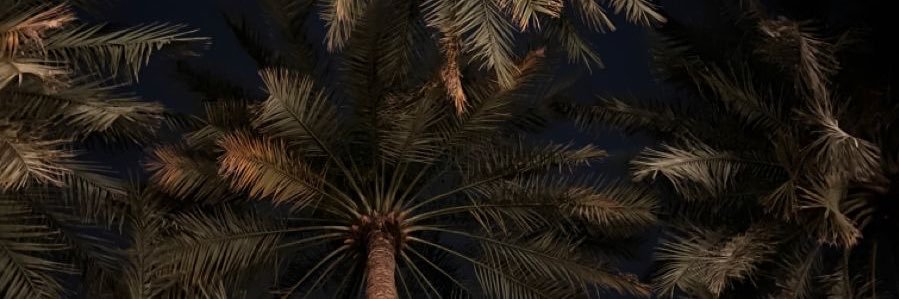 سارة آل الشيخ's banner