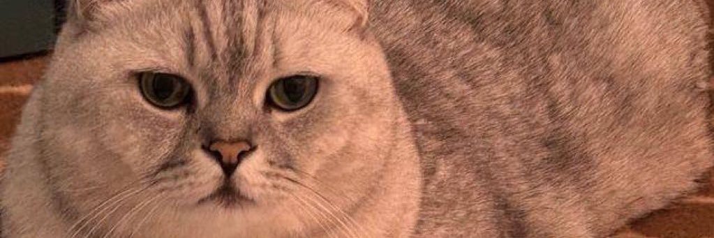 thongfoo888's banner