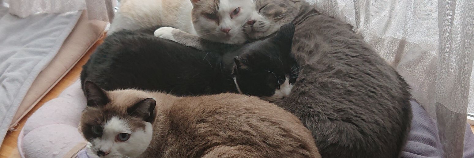 猫好き一家's banner