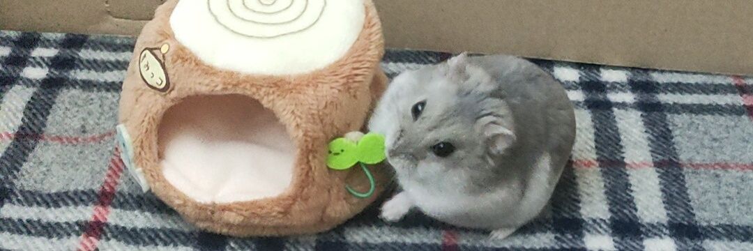 くぅちゃんねる's banner