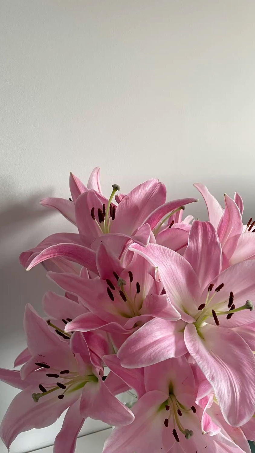 ♡ 𝓀𝒾𝓂𝑒𝓇𝒶 🎀 ✧.*'s banner