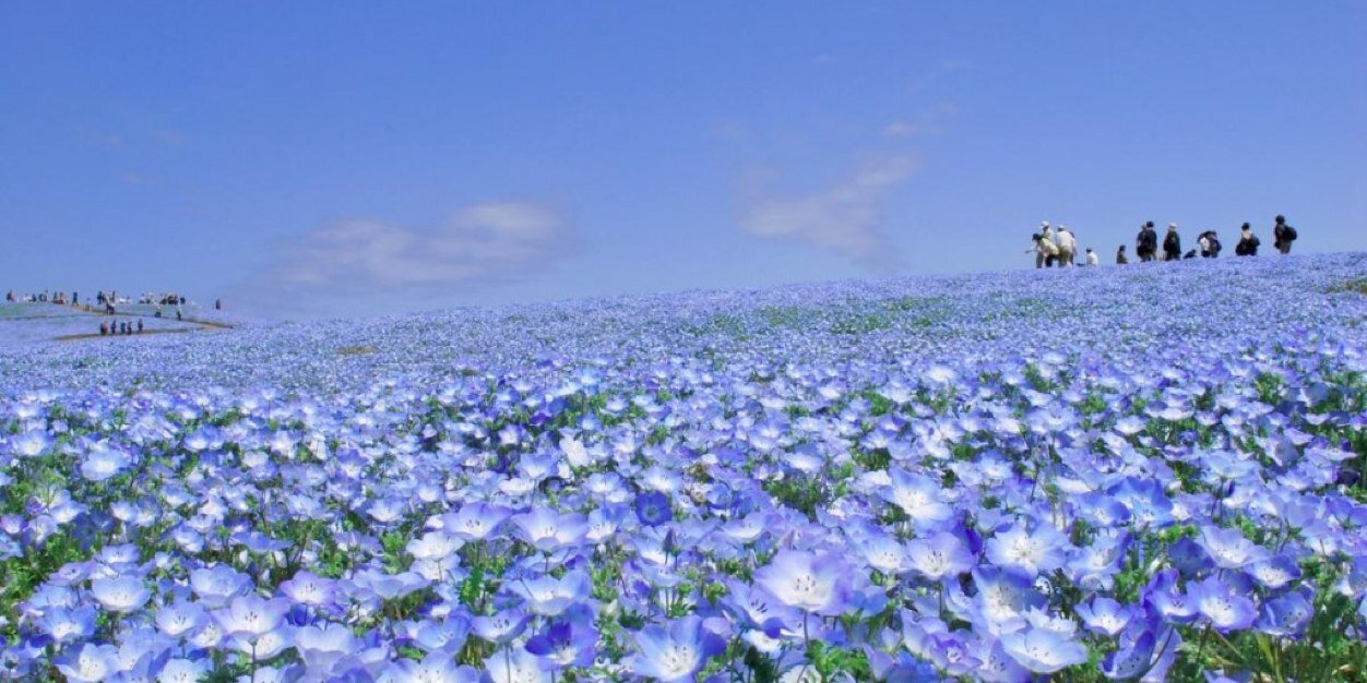 松澤ネキ／松澤千晶's banner