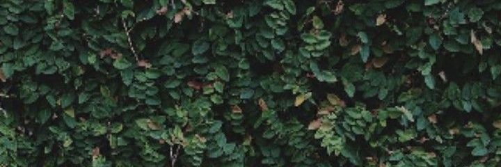 ꜱʜᴏ.'s banner