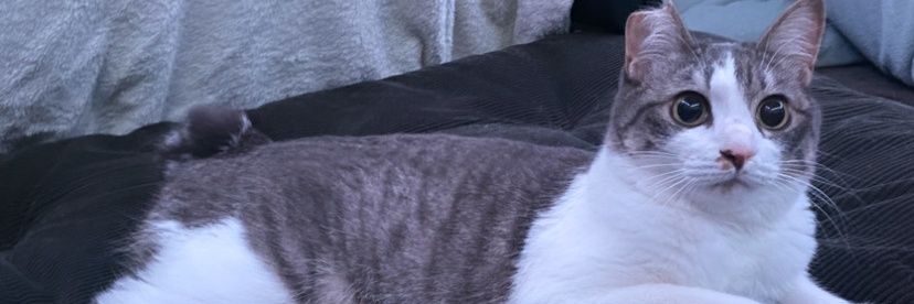 しぶくん's banner