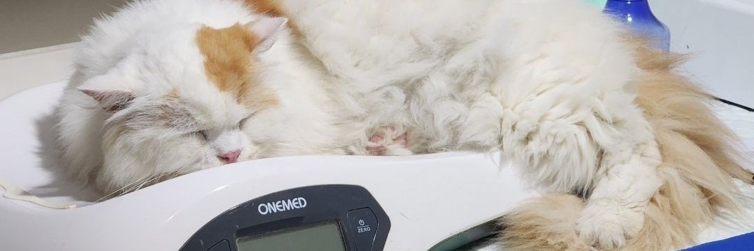 Ciku 🦁🍉's banner