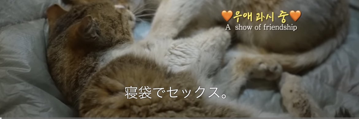 たまんごﾁｬﾝ's banner