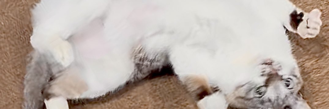 なごみ庵's banner