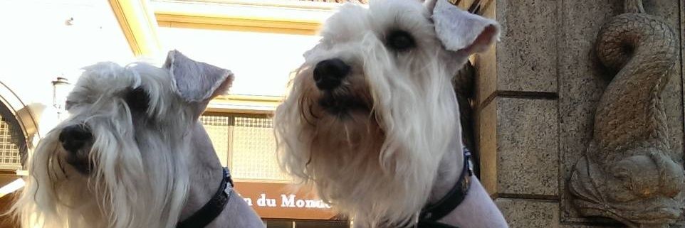 🇺🇸 🐾🌈Angel Cookie & 🌈Angel Muffin🐾 🇺🇸's banner