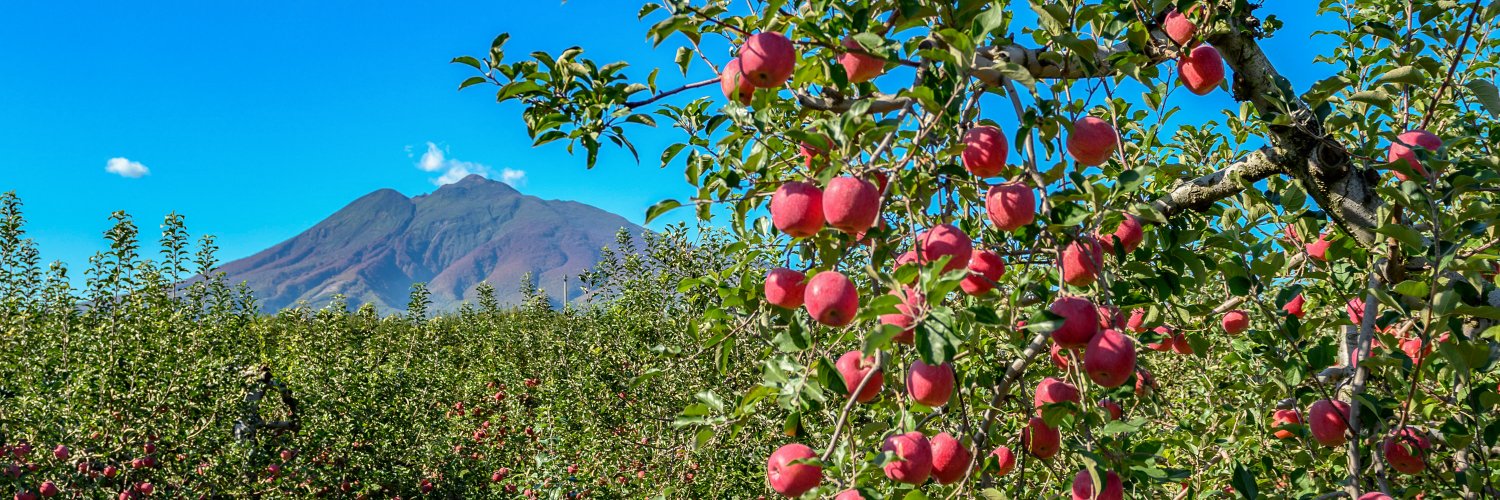 公式🍎ｸﾗﾝﾋﾟｵﾆｰ津軽【青森県津軽地域の観光情報】 #ツガルツナガル 投稿お待ちしてます☺️'s banner