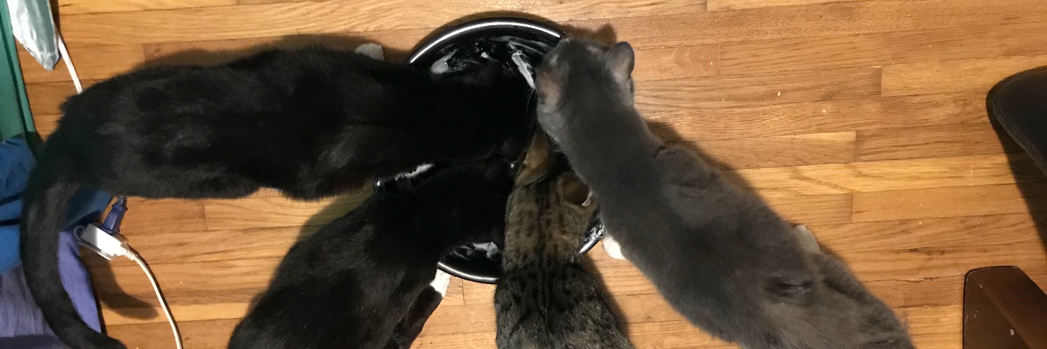 Rain's Cats's banner