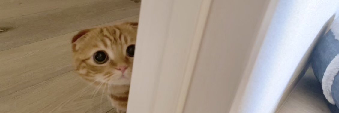 短足マンチカン ひな子 （ねこ）'s banner