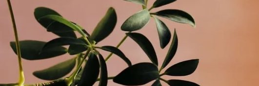 Ava Rhodes 🌻's banner