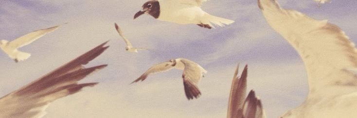 oscar⸆⸉ ☁️'s banner