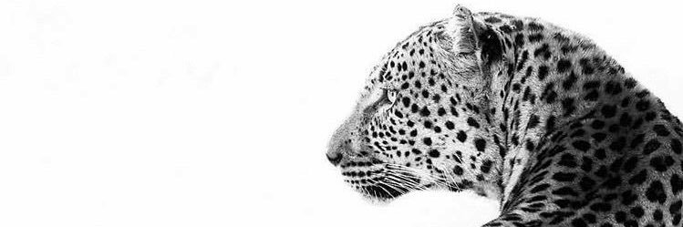 اريج محمد 🐆's banner