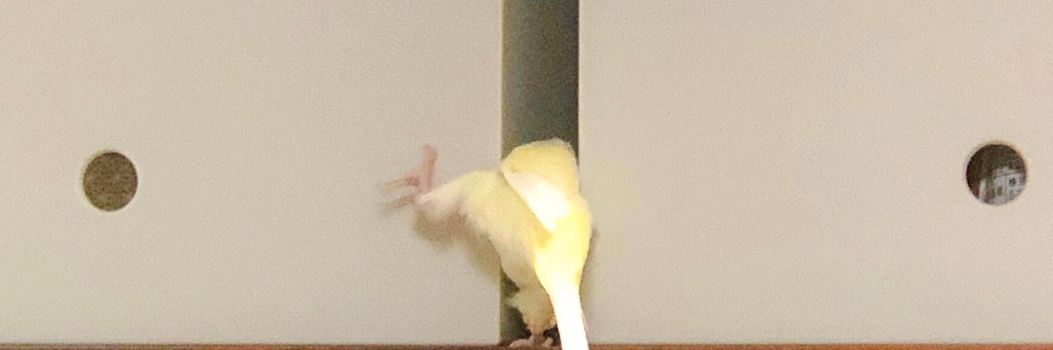 🐤もよりちゃん と 🐦あたりちゃん's banner