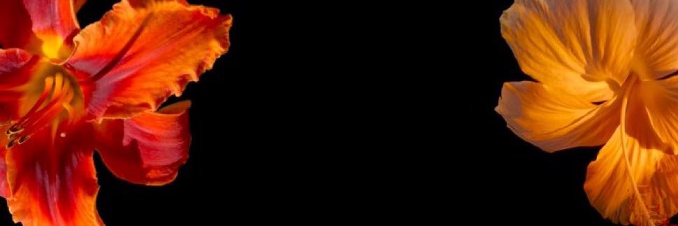 lina bean's banner