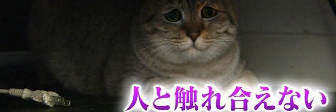 𝑲𝒂𝒛𝒖𝒌𝒊男爵's banner