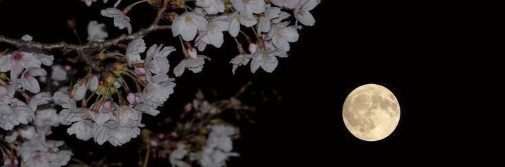 ⏾'s banner