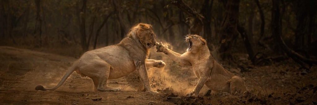 The Wild India's banner