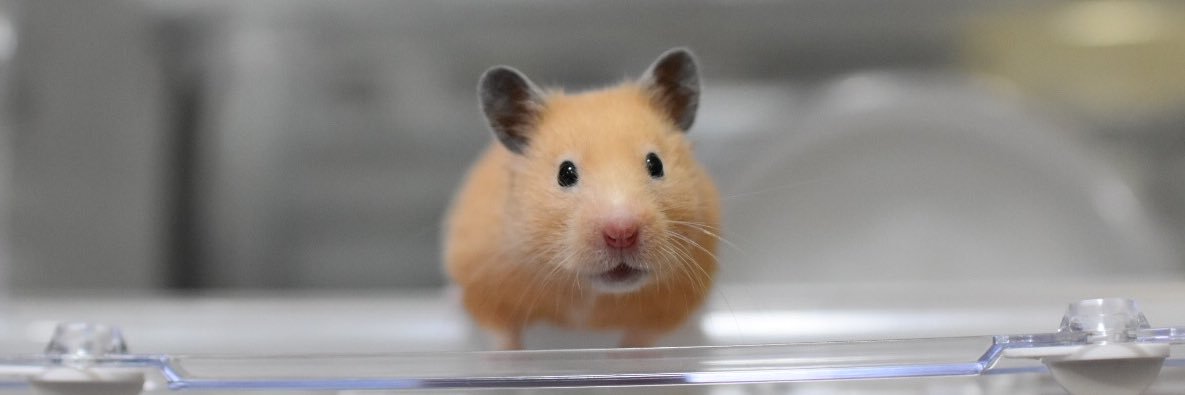 ねずこ🐹❤️ビビ🐹💛ｷﾝｸﾏﾊﾑｽﾀｰ's banner