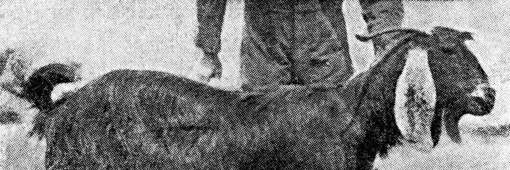 studio gangsta's banner