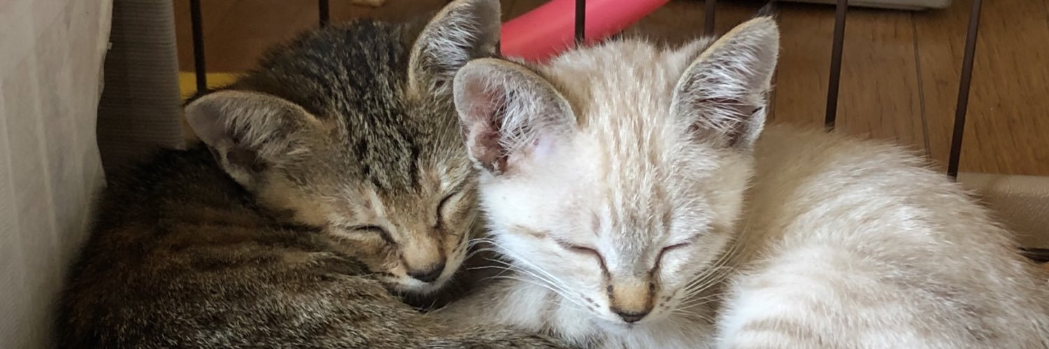 😺レオもか😸➕'s banner