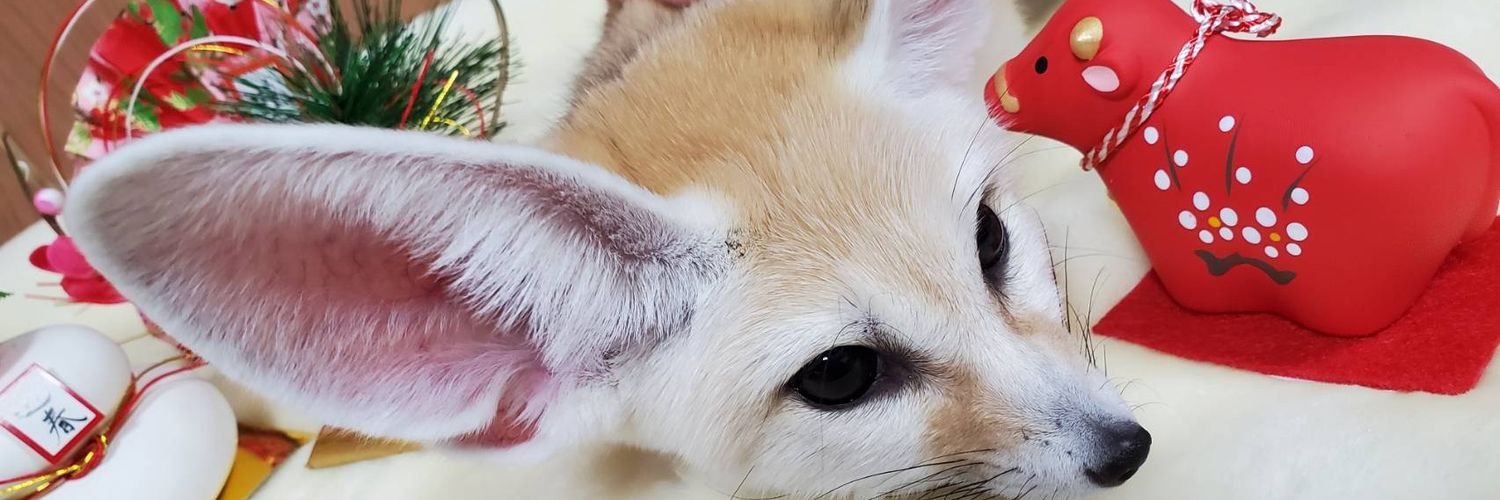 【フェネックス】Fennec Fox 🦊フェネック🦊動物🦊's banner