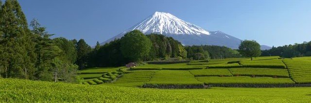 闇堕ちネネちゃん's banner
