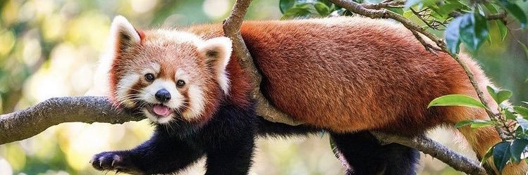 Daily Red Pandas's banner