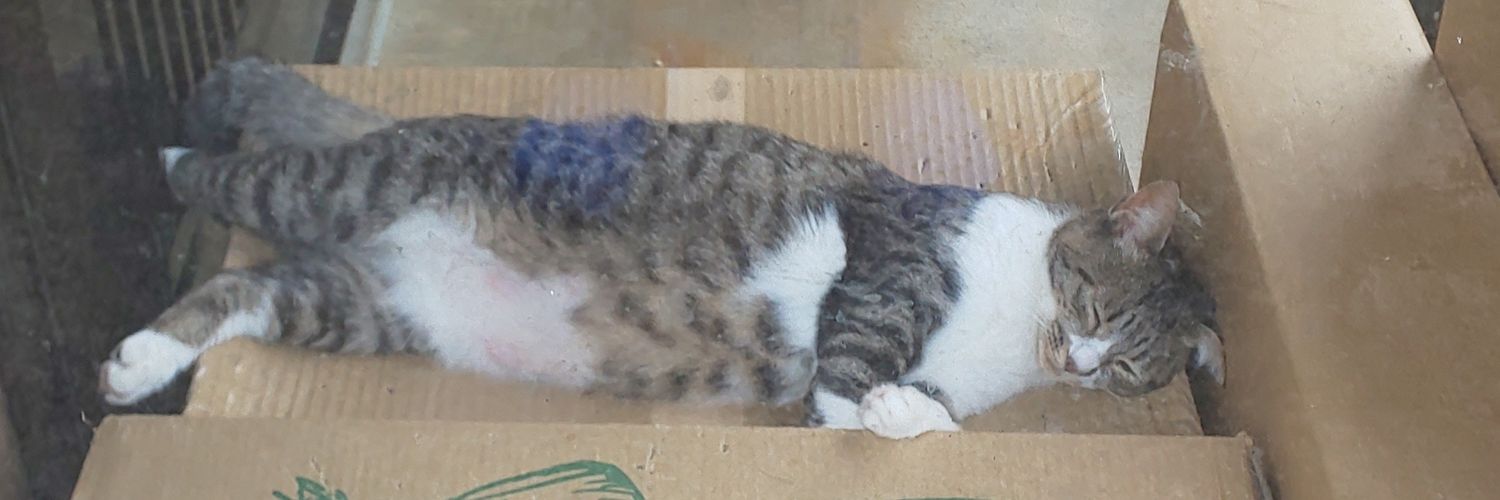 ねこのにゃん。's banner