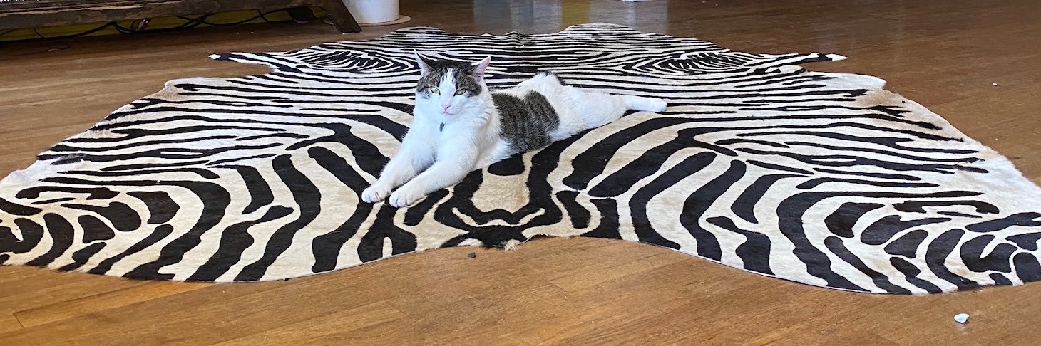 cleo cat's banner