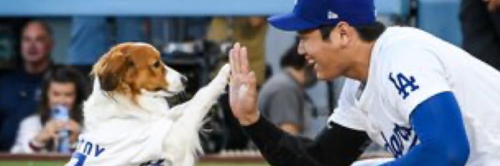 mochiko🇺🇸🇯🇵🐕‍🦺🐈‍⬛🐾もち子's banner