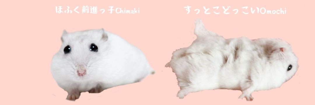 おもち。ちまき。's banner