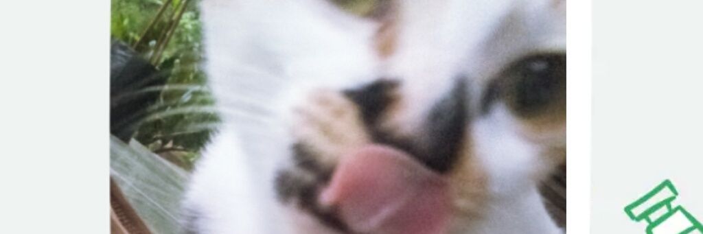 review by nissa's banner